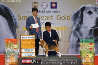 Toy Dog Club of Thailand Championship Dog Show